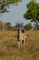 144 Okavango Delta, koedoe